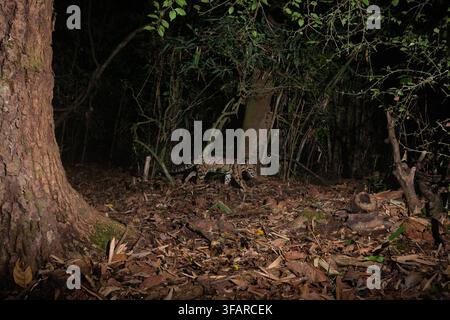 Der Nebelpanther (Neofelis nebulosa) ist eine Wildkatze, die von den Füßen des Himalaya-Gebirges über das Festland von Südostasien bis nach China vorkommt. Seit 2008, i Stockfoto