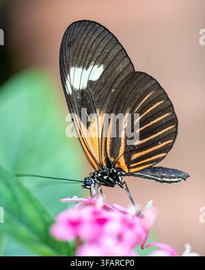 Doris Langflügel-Schmetterling auf pinker Blüte Stockfoto