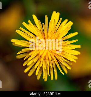 Top-Down-Nahaufnahme von blühendem Taraxacum Officinale Stockfoto