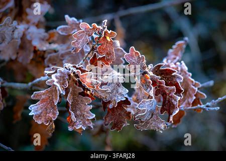 Frosted Eichenblätter an einem Wintermorgen. Das Bild zeigt eine Nahaufnahme-Makrofotografie eines Büschels brauner, strukturierter Eichenblätter, die an einem Ast haften Stockfoto