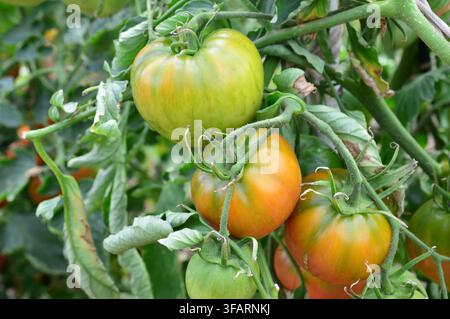 Unreife gestreifte Tomaten, die an der Ranke reifen, Nahaufnahme Stockfoto