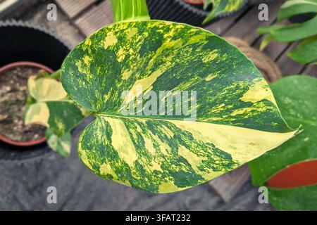Blatt der seltenen Zimmerpflanze 'Monstera Yellow Marilyn Variegata' mit gelber Buntblättrigkeit Stockfoto