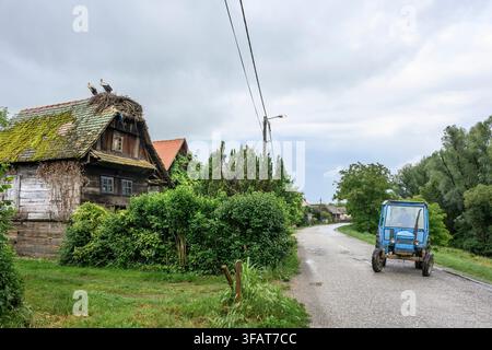 Störche nisten auf einem alten Holzhaus im Dorf Cigoc. Lonjsko Polje Naturpark, Kroatien. Stockfoto