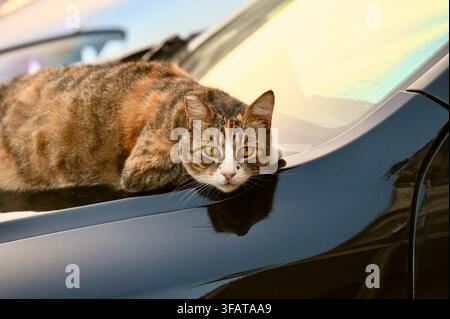 Eine Nahaufnahme, die eine entspannte Schildpattkatze zeigt, die bequem auf der glänzenden schwarzen Motorhaube eines Autos in der Nähe der Windschutzscheibe liegt und mit neugierigen Augen direkt in die Kamera schaut. Stockfoto