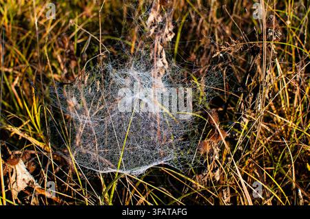 Eine detaillierte Nahaufnahme eines zarten Spinnennetzes, das mit winzigen Wassertropfen bedeckt ist, zwischen trockenen Grasstängeln auf einem Herbstfeld. Stockfoto