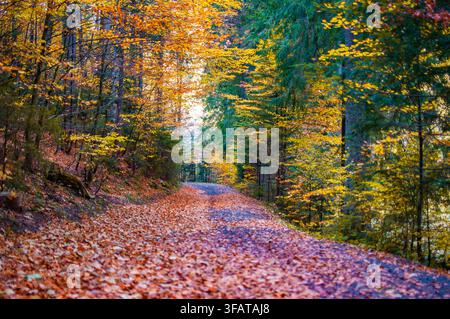 Waldweg, der mit gefallenen Herbstblättern im Sonnenlicht bedeckt ist Stockfoto