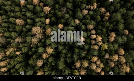 Luftaufnahme eines dichten Waldes mit einer Mischung aus grünen und herbstfarbenen Bäumen in der Tschechischen Republik. Stockfoto