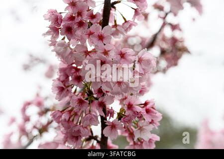 Rosa Kirschblüten blühen zart an schlanken Zweigen. Weiche Schärfe hebt die sanften Kurven und subtilen Texturen der Blütenblätter hervor. Tautropfen haften an zerbrechlichen Stockfoto