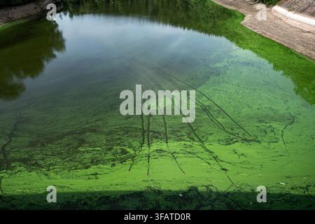Bílá Třemešná, Tschechische Republik. 21. Aug., 2026. Niedriger Wasserstand im Stausee Les Kralovstvi an der Elbe in Bílá Třemešná nahe Dvůr Králové nad Labem, Region Trutnov, Tschechische Republik, während der aktuellen Dürre, am 21. August 2026. Credit: David Tanecek/CTK Photo/Alamy Live News Stockfoto