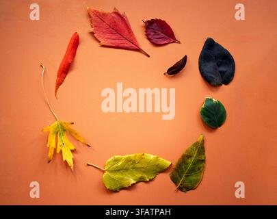 Verschiedene Herbstblätter in Rot-, Gelb- und Grüntönen sind in einer kreisförmigen Anordnung auf einer orangefarbenen Oberfläche angeordnet, wodurch ihre einzigartigen Formen hervorgehoben werden Stockfoto