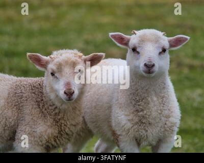 Zwei junge Lämmer stehen eng beieinander auf einer grünen Weide auf Fair Isle UK mit einer liebenswerten ländlichen Frühlingsstimmung Stockfoto