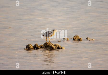 Schmalreiherschildkröte steht auf einem Felsen in flachem Küstenwasser auf Koh Samui, Thailand. Stockfoto