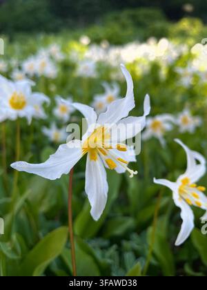 Weiße Blumen im Wald (Mount-Rainier-Nationalpark, Washington, USA) Stockfoto