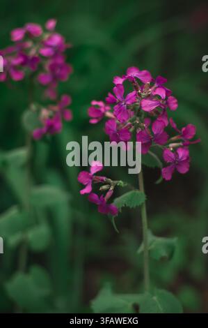 Büschel zarter rosa Wildblumen, die in einem üppigen grünen Garten oder Wald im Frühling blühen, natürlicher floraler Hintergrund. Stockfoto