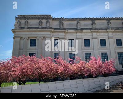 Brooklyn, New York, USA - 27. April 2019: Kirschblüten vor dem Brooklyn Museum Stockfoto