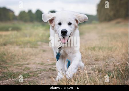 Fröhlicher Golden-Retriever-Welpe rennt auf die Kamera zu durch eine grüne Wiese. Aktives Haustier, Freizeit im Freien und spielerisches Lebensstilkonzept. Stockfoto