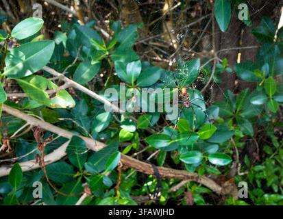 Eine goldene Seidenspinner-Spinne (Trichonephila clavipes) in ihrem Netz Stockfoto