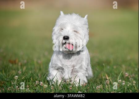 Weißer West Highland White Terrier sitzt auf einer Wiese und schaut in die Kamera. Kleiner Begleithund in einer friedlichen natürlichen Umgebung. Stockfoto