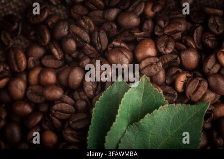 Frische grüne Blätter, die auf gerösteten Kaffeebohnen ruhen, organisches Naturkaffeeproduktion und Aromakonzept. Stockfoto