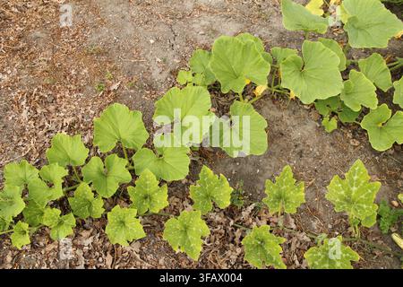 zwei Reben von verschiedenen Kürbispflanzen in einem großen Gemüsegarten im Sommer, Nahaufnahme Stockfoto