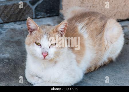 Orange-weiße Hauskatze ruht ruhig auf einer Steinterrasse und schaut direkt in die Kamera in einem Nahaufnahme-Porträt im Freien Stockfoto