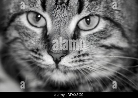 Schwarz-Weiß-Nahaufnahme-Porträt eines Tabby-Katzen-Gesichts Stockfoto
