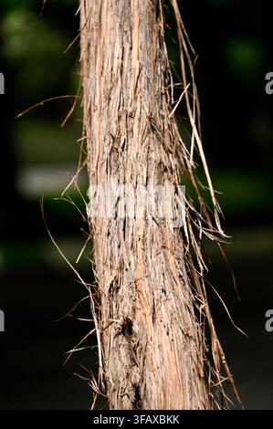 Eine vertikale Nahaufnahme eines Baumstamms, der mit texturierter, faseriger und faseriger brauner Rinde bedeckt ist, im Freien mit natürlichem Licht und einem sanft verschwommenen Hintergrund aufgenommen. Stockfoto