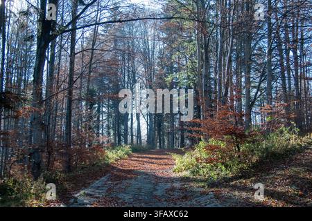 Ein ruhiger Waldweg, bedeckt mit goldenen abgefallenen Blättern, der sich durch hohe Bäume windet im Spätherbst. Helles Sonnenlicht dringt durch das Blätterdach, c Stockfoto