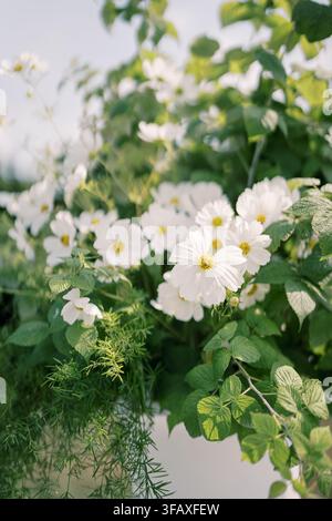 Weiße Kosmeienblüten im üppigen Gartensonnenschein Stockfoto