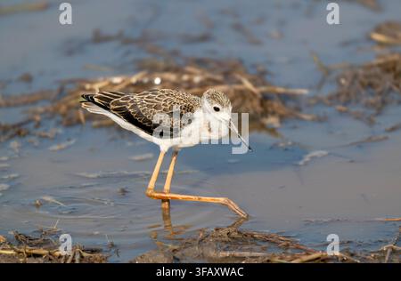 Schwarzflügeliger Stelzvogel im flachen Wasser waten Stockfoto