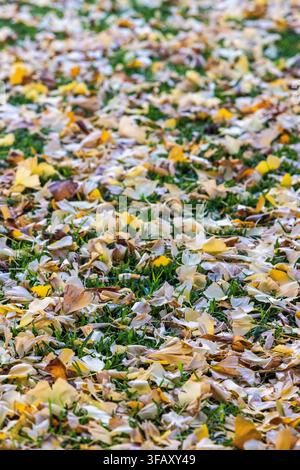 Rasen bedeckt mit verstreuten gelben und cremefarbenen Herbstblättern, die ein dichtes, texturiertes Bodenmuster bilden. Stockfoto
