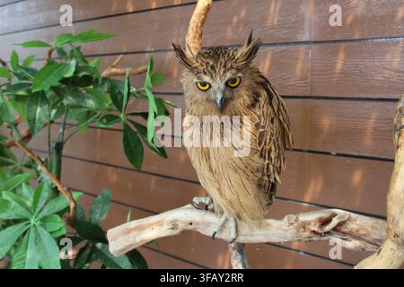 Die Buffle-Fisch-Eule sitzt auf einem Ast und starrt nach vorne. Raubvogel. Stockfoto