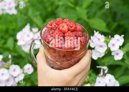 Himbeeren in der Hand mit Glasbecher Stockfoto