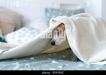 Verängstigter Terrier, der sich unter einer Waffeldecke auf einem Bett versteckt und hervorlugt, ein ausdrucksstarker Schnappschuss für Haustierverhalten, Angstlinderung und Tierpflege. Stockfoto