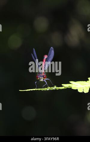 Große rote Azurjungfer (Pyrrhosoma nymphula) auf einem Blatt an einem Teich in einem Garten, blickt in Richtung Kamera, dunkler Hintergrund, Wilnsdorf, Nordrhein-Westfalen Stockfoto