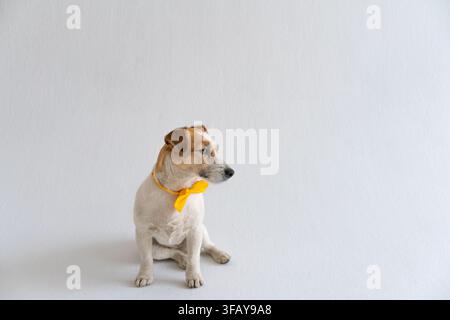 Kleiner Hund mit Fliege sitzt allein in der Ecke eines hellen minimalen Studios mit viel freiem Raum, ideal für minimalistisches Design, Banner und Beitrag Stockfoto