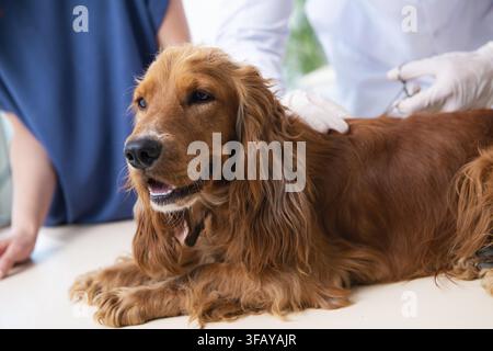 Der Tierarzt untersucht den Golden-Retriever-Hund in der Klinik Stockfoto