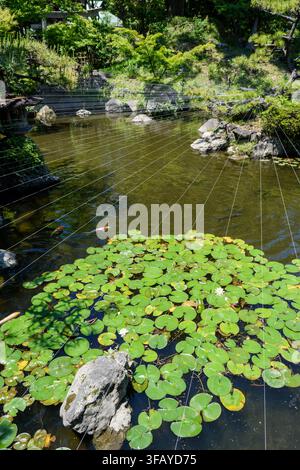 Eine ruhige Szene eines gepflegten japanischen Gartenteichs mit üppiger Vegetation, zarten Seerosen und verwitterten Steinen im Vordergrund Stockfoto