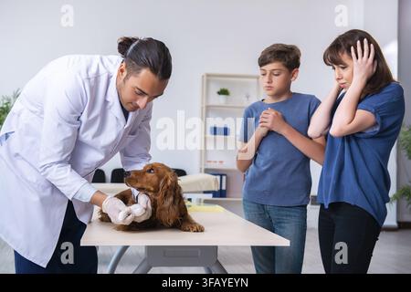 Der Tierarzt untersucht den Golden-Retriever-Hund in der Klinik Stockfoto