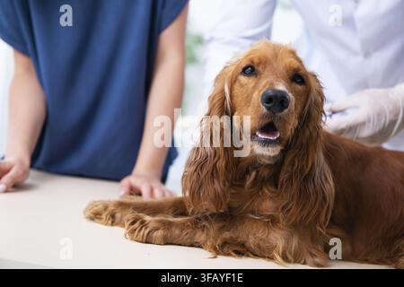 Der Tierarzt untersucht den Golden-Retriever-Hund in der Klinik Stockfoto