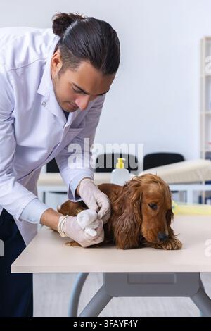 Der Tierarzt untersucht den Golden-Retriever-Hund in der Klinik Stockfoto