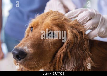 Der Tierarzt untersucht den Golden-Retriever-Hund in der Klinik Stockfoto