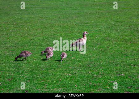 Eine erwachsene Nilgans steht stolz in der Mitte eines lebendigen grünen Rasens an einem hellen sonnigen Tag. Dieser schöne Vogel zeigt sein charakteristisches Da Stockfoto