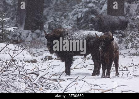 Zwei europäische Bison (Bison bonasus) stehen während des Schneefalls in einem schneebedeckten Nadelwald im Winter zusammen. Stockfoto