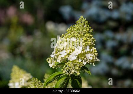 Nahaufnahme einer Limelight-Panikula-Hortensieblüte. Blühender Panikula-Hortensienblütenkopf mit grünen und weißen Blütenblättern im Sommergarten Stockfoto