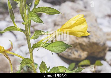 Nahaufnahme von Oenothera glazioviana mit lebhaften gelben Blütenblättern und grünen strukturierten Blättern, blühend vor hellen Flusssteinen in hellem natürlichem Licht Stockfoto