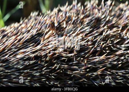 Nahaufnahme von Igelstacheln in der Natur Stockfoto