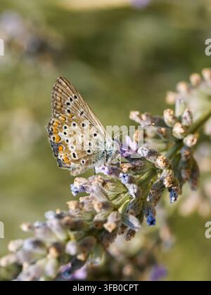 Gemeiner Blauer (Polyommatus icarus) füttert an Lavendelblüten in Venoy, Frankreich Stockfoto