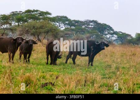 Afrikanische Büffelherde oder Kapbüffelherde (Syncerus Caffer) im Serengeti-Nationalpark, Tansania Stockfoto