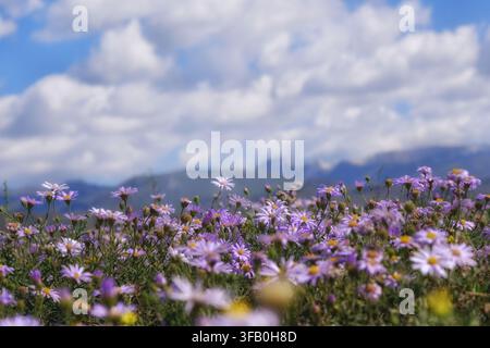 Ein Feld mit lila Alpenasterblüten, die unter einem blauen Himmel mit flauschigen weißen Wolken und fernen Bergen blühen. Perfekt für Sommerreisen, Natur bac Stockfoto